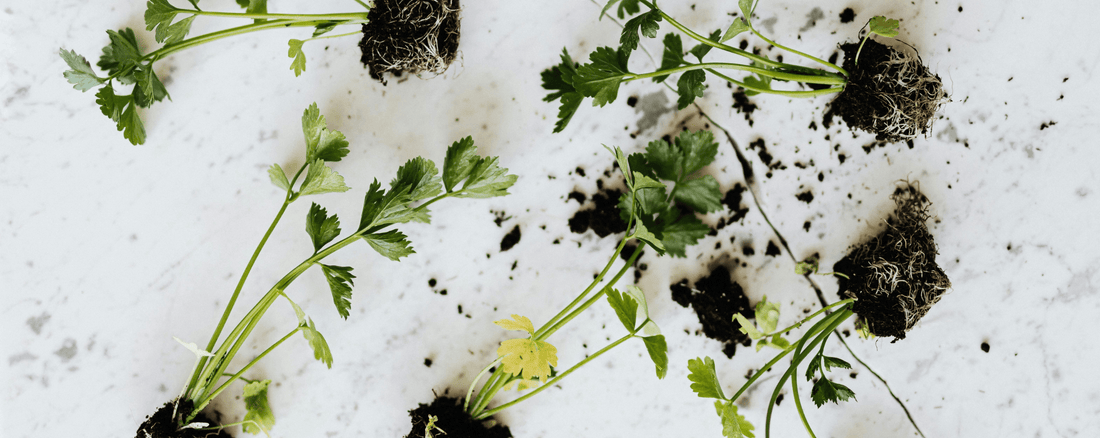 How To Start A Vegetable & Herb Garden - LandscapeDirect