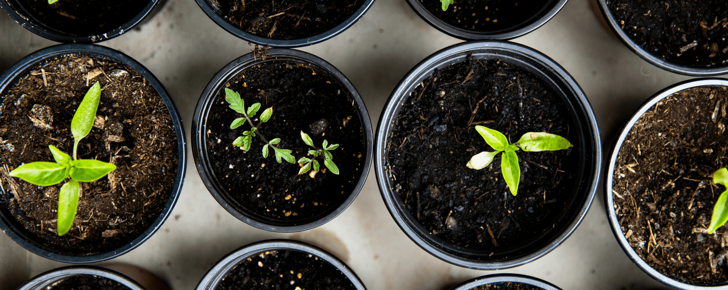 The Easiest Plants for Beginner Gardeners  LandscapeDirect