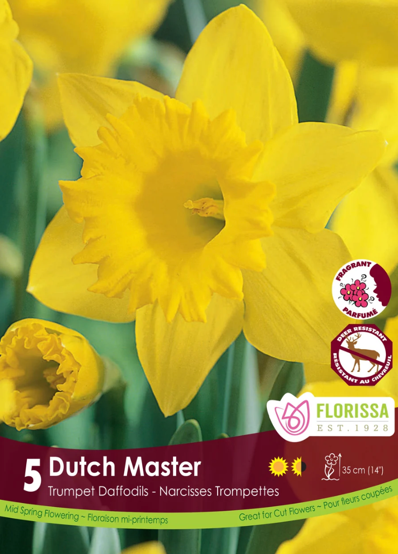 Dutch Master Daffodil