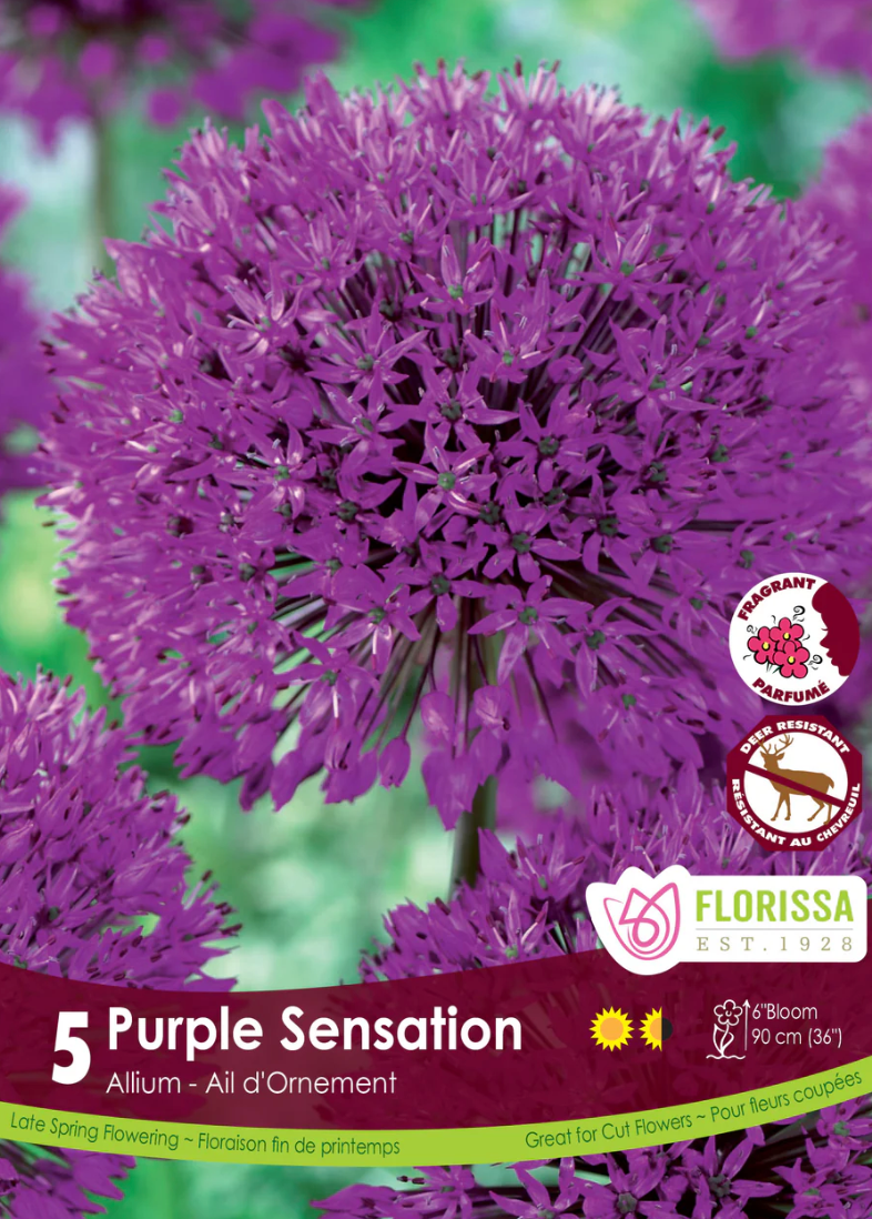 Purple Sensation Allium