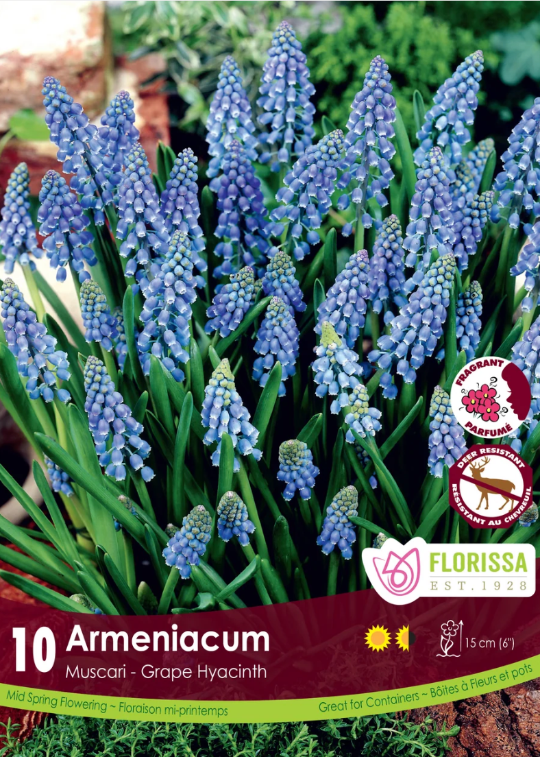 Armeniacum Grape Hyacinth