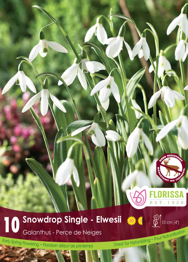 Single Elwesii Snowdrop