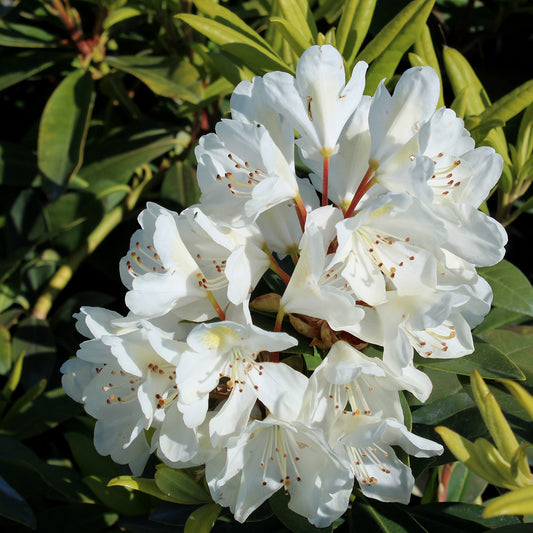 Chionoides Rhododendron 2 Gallon / 1 Plant
