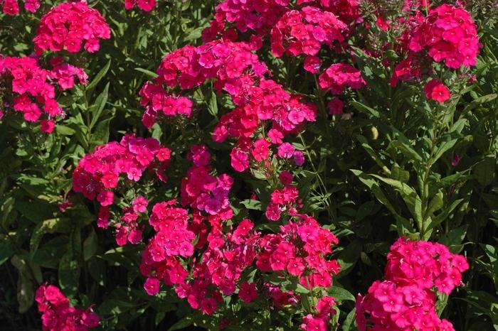 Phlox du jardin du Petit Chaperon Rouge