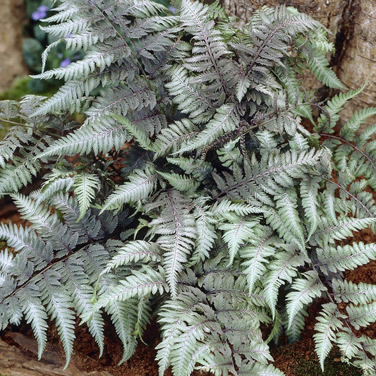 Pewter Lace Japanese Painted Fern 1 Gallon / 1 Plant