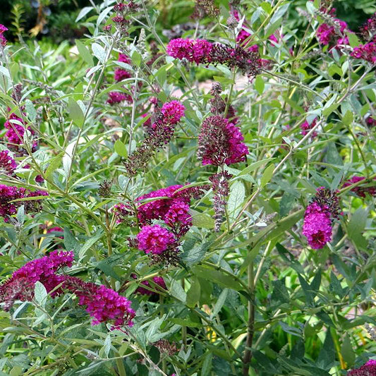 Magenta Improved Butterfly Bush 2 Gallon / 1 Plant