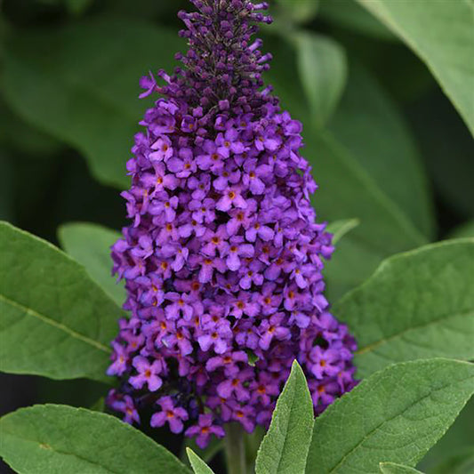 Chrysalisª Purple Butterfly Bush 1 Gallon / 1 Plant