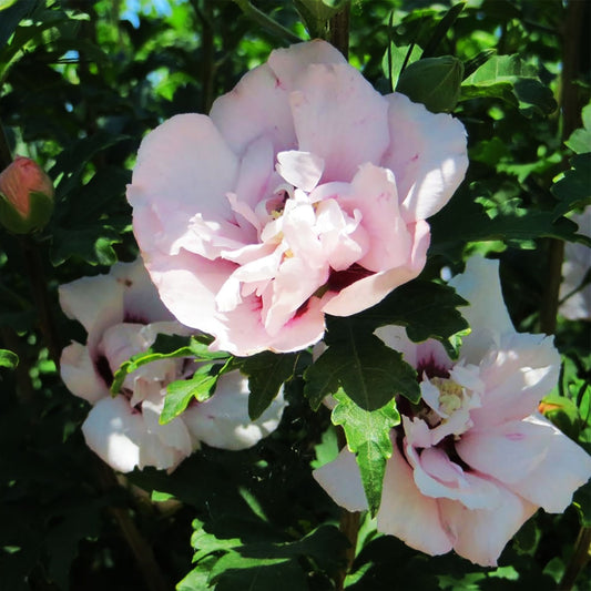 Pulcherrimus Rose of Sharon 2 Gallon / 1 Plant