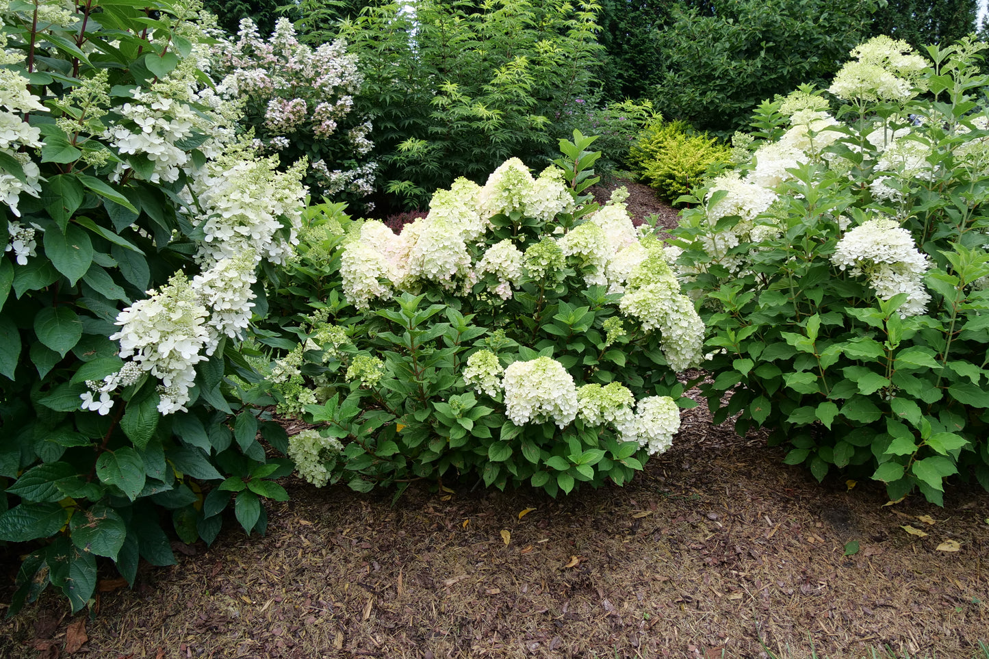 Little Lime Punch  Panicle Hydrangea