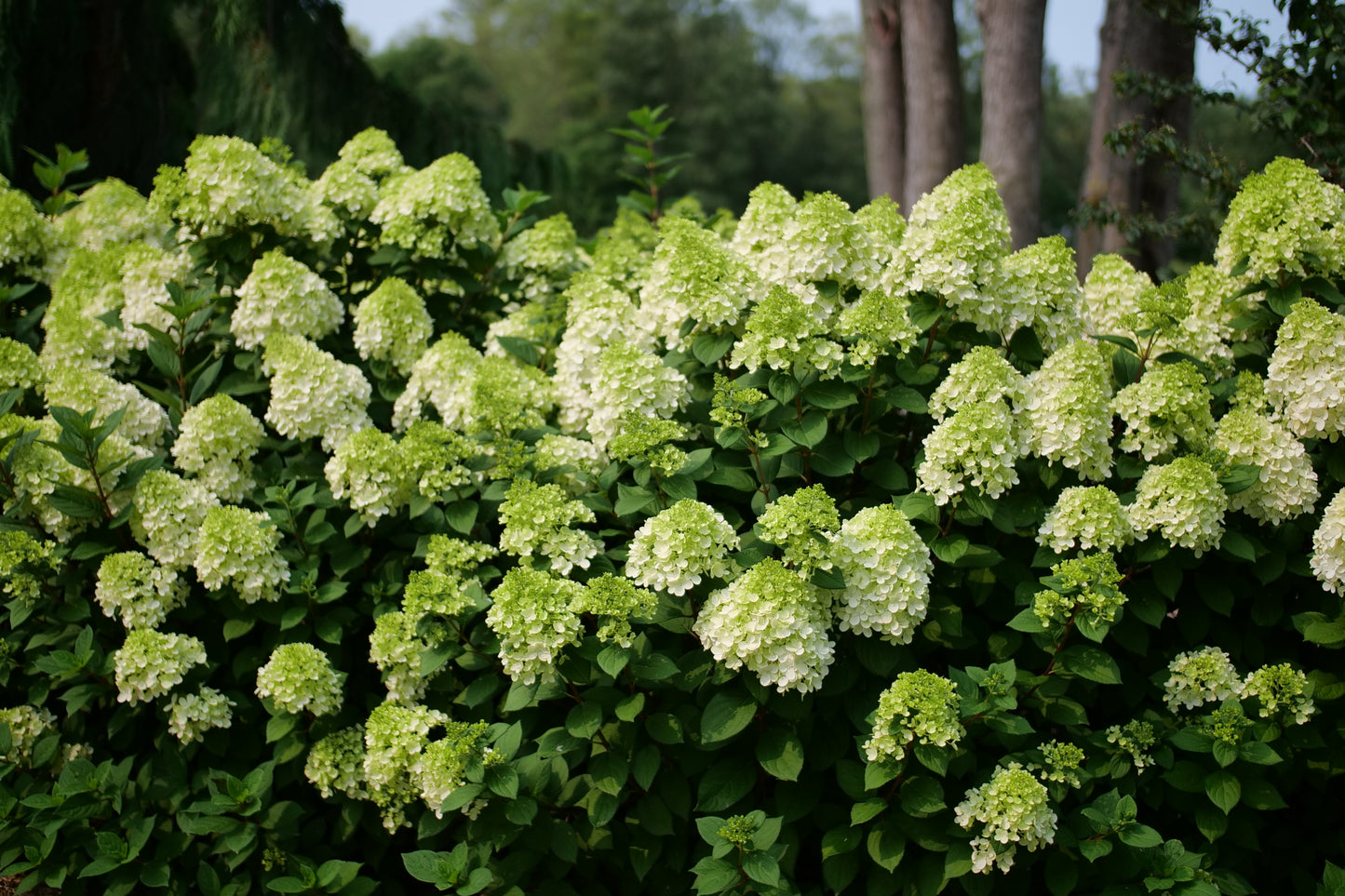 Little Lime Punch  Panicle Hydrangea