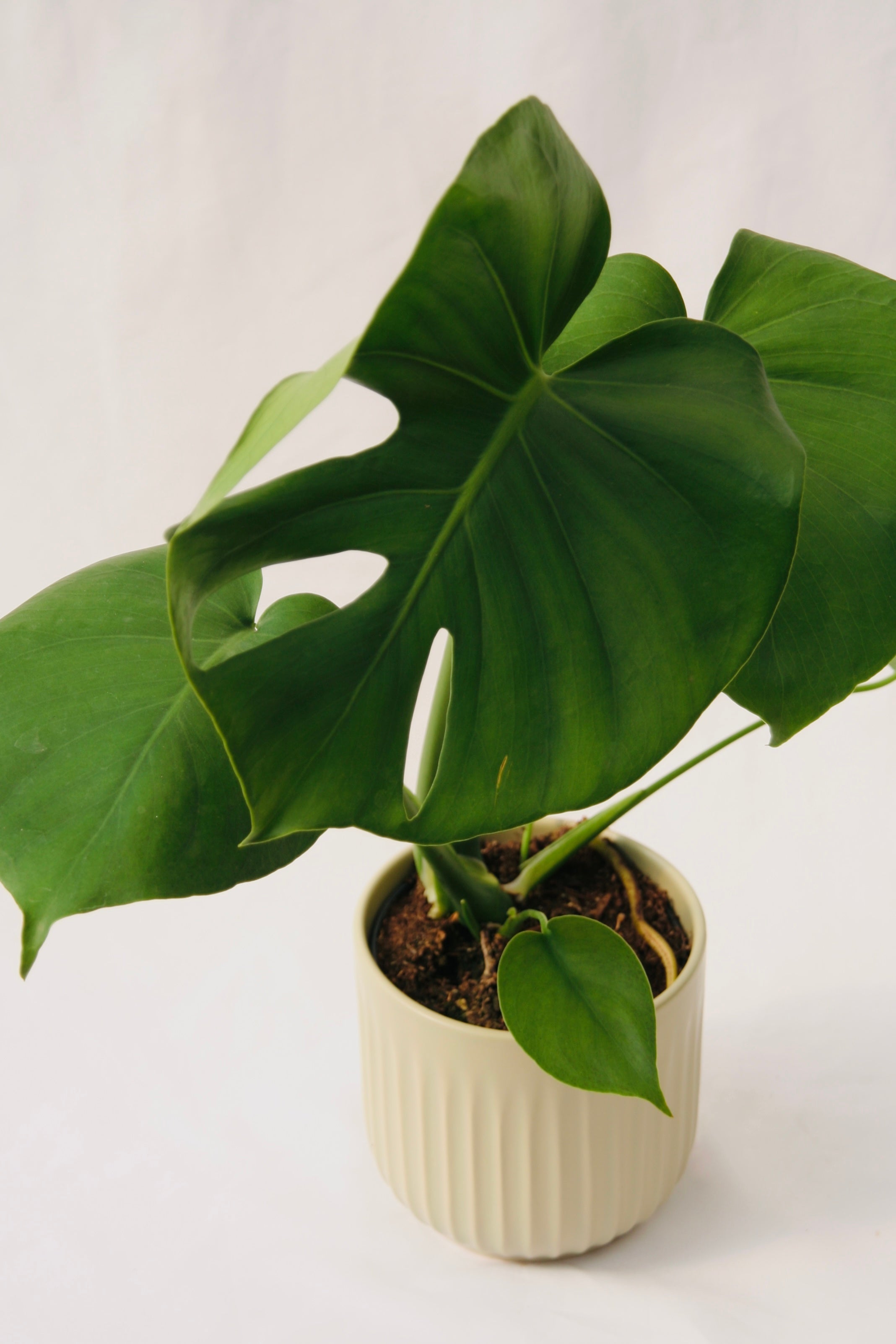 Monstera Deliciosa 'Compacta' 5号 Monstera deliciosa Aurea compacta I grow more than 5 years