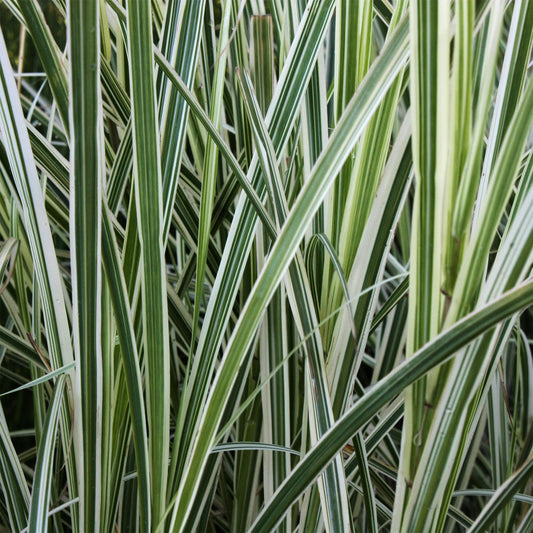 Variegated Feather Reed Grass 1 Gallon / 1 Plant