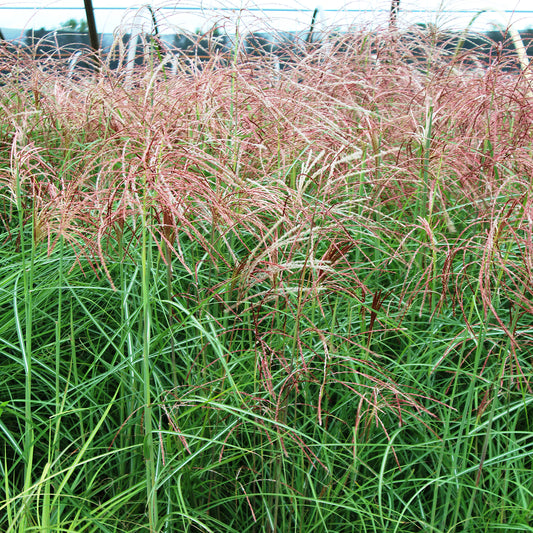 Huron Sunrise Maiden Grass 1 Gallon / 1 Plant