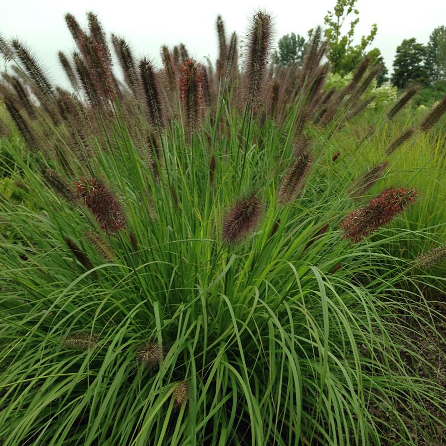 Ginger Love Fountain Grass 1 Gallon / 1 Plant