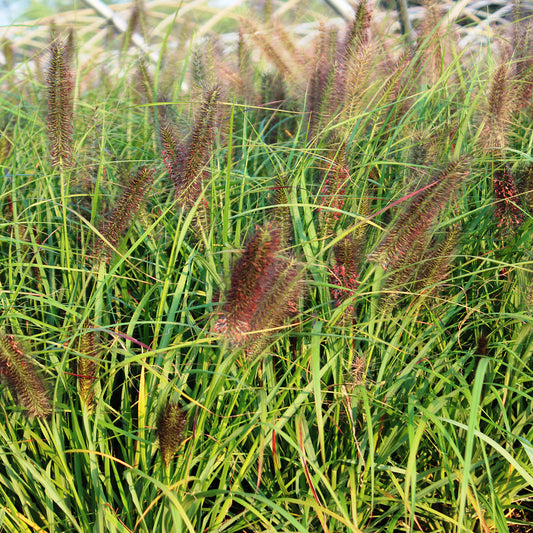 Red Head Fountain Grass 1 Gallon / 1 Plant