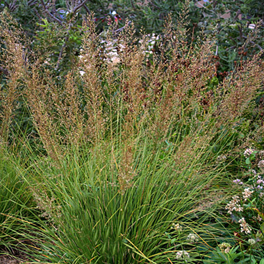 Prairie Dropseed 1 Gallon / 1 Plant