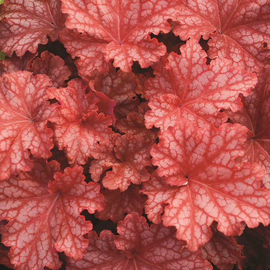 Peachberry Ice Coral Bells 1 Gallon / 1 Plant