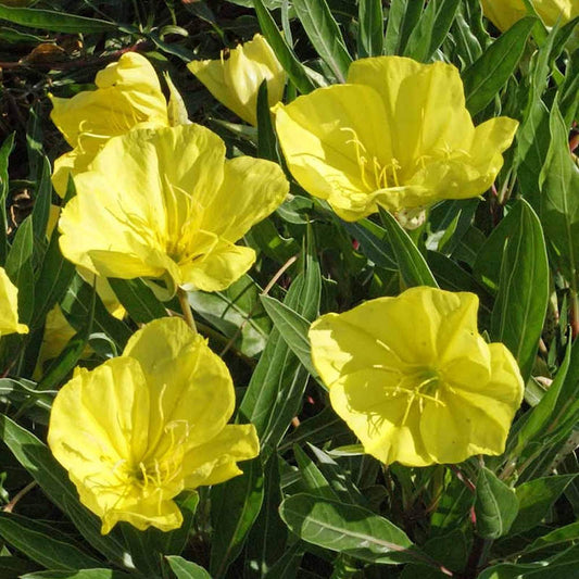 Evening Primrose / Ozark Sundrops 1 Gallon / 1 Plant