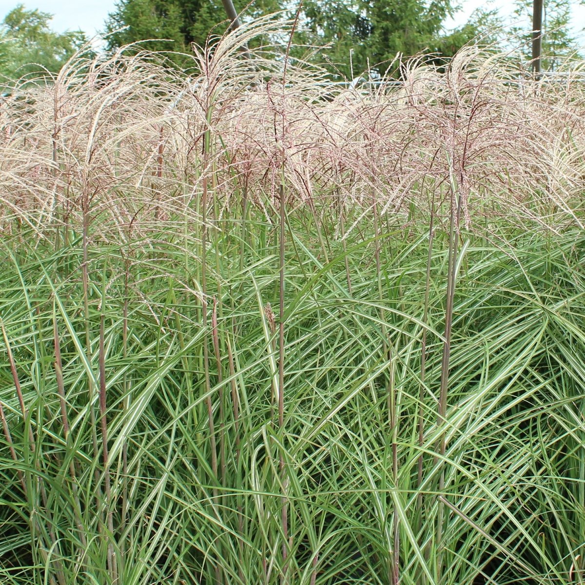 Adagio Maiden Grass - LandscapeDirect