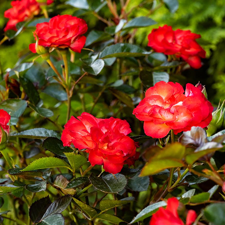 Always Together™ Shrub Rose - LandscapeDirect