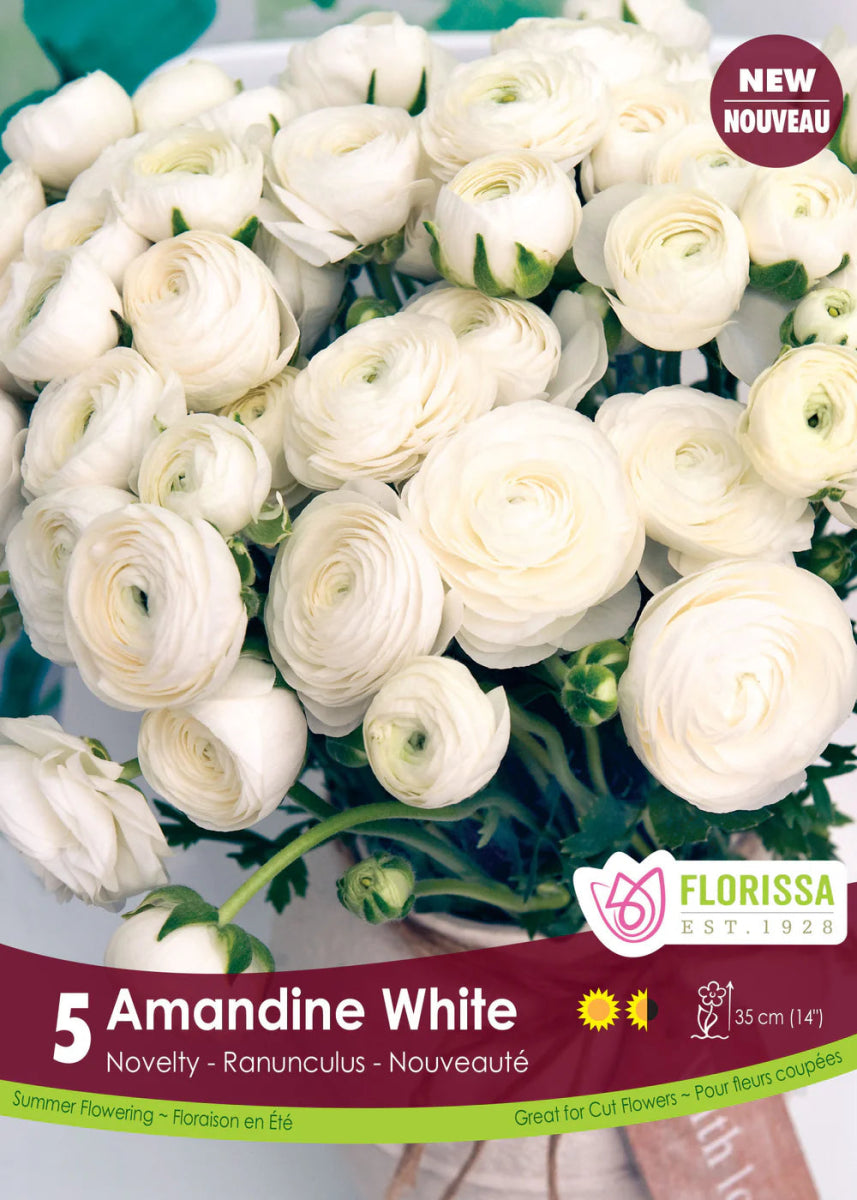 Amandine White Ranunculus - LandscapeDirect