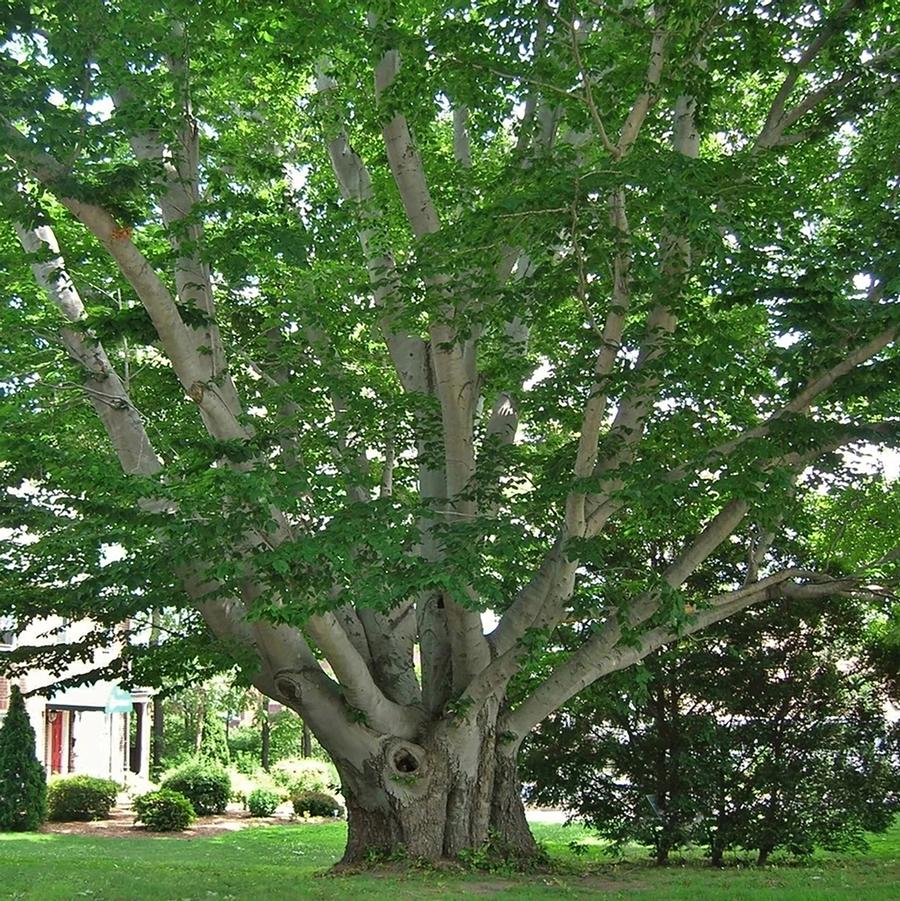 American Beech - LandscapeDirect