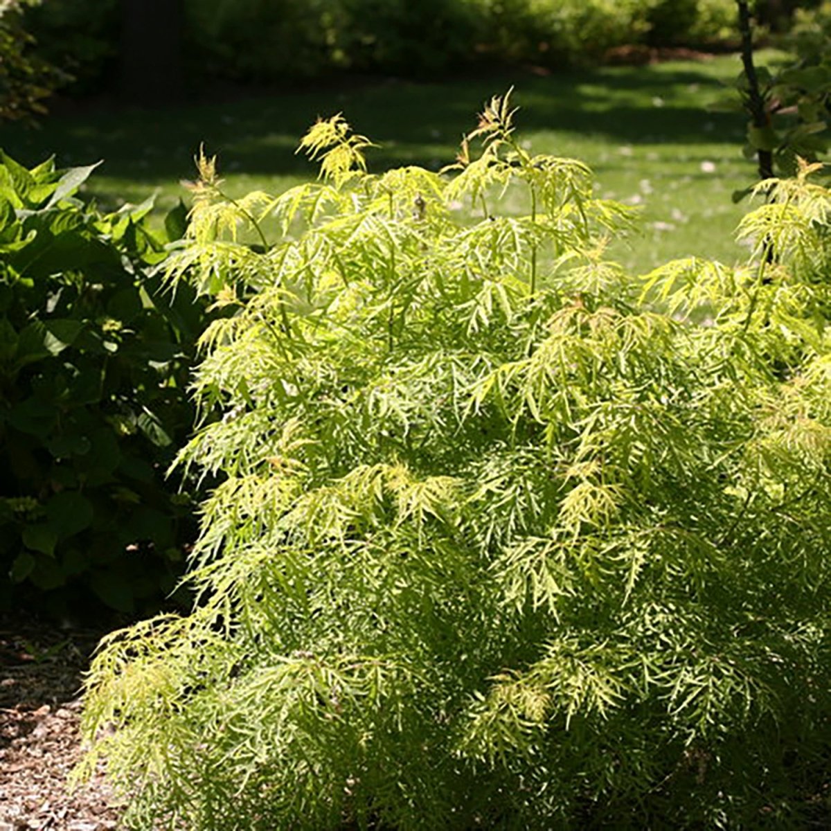 American Elderberry - LandscapeDirect