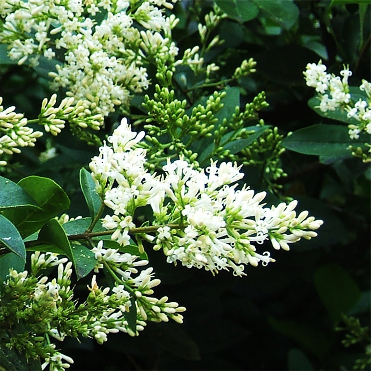 Amur Privet - LandscapeDirect