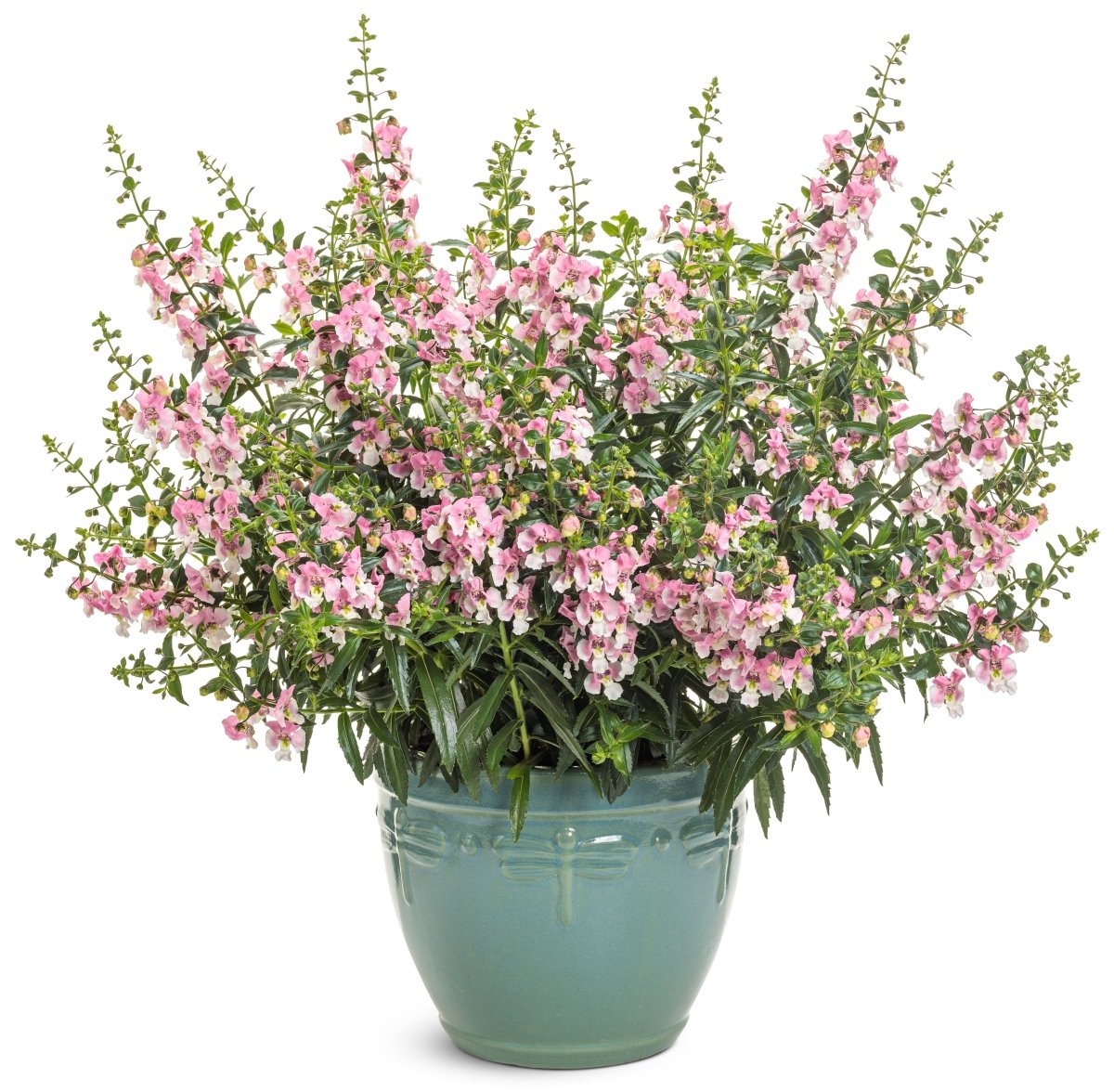 Angelface Wedgwood Pink Summer Snapdragon - LandscapeDirect