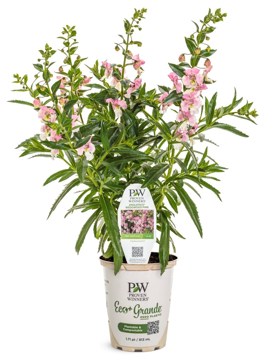 Angelface Wedgwood Pink Summer Snapdragon - LandscapeDirect