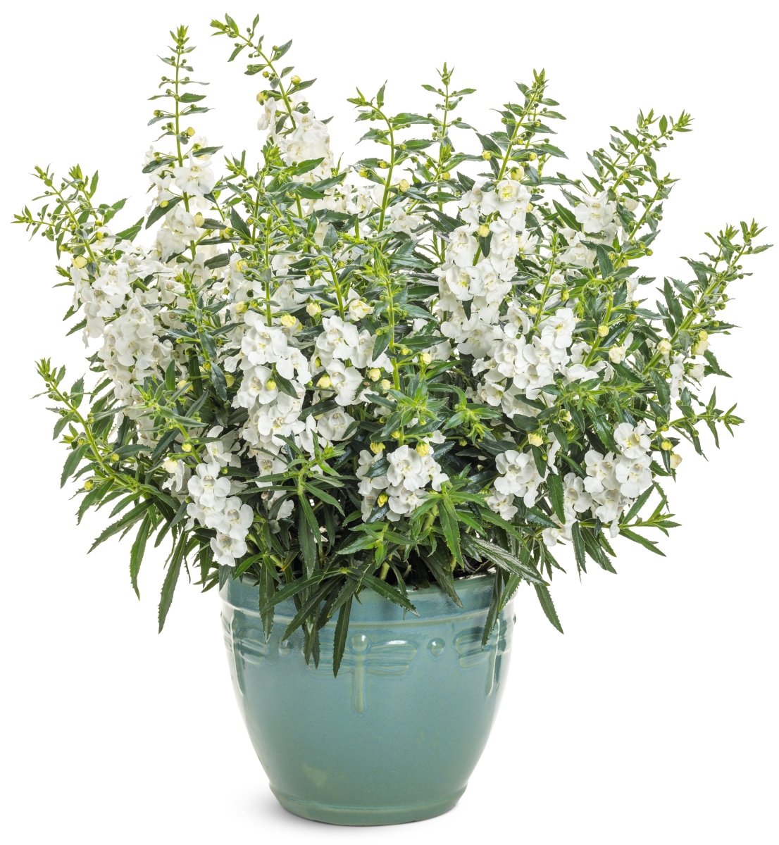 Angelface White Summer Snapdragon - LandscapeDirect