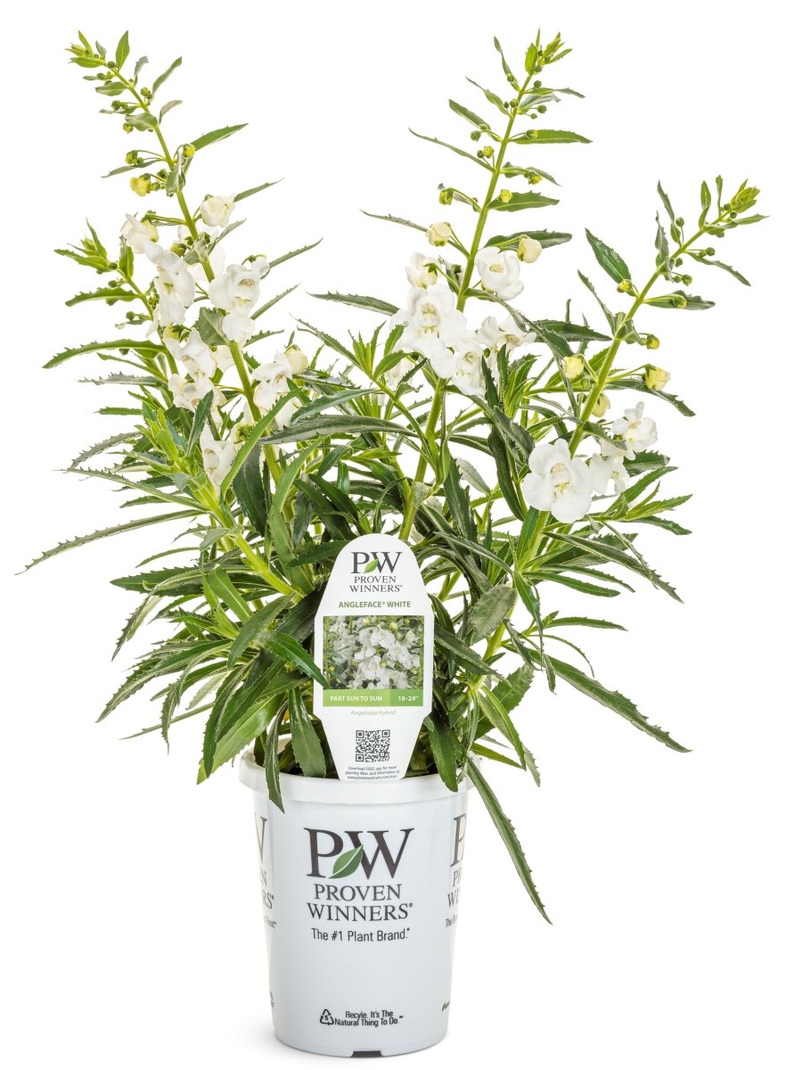 Angelface White Summer Snapdragon - LandscapeDirect