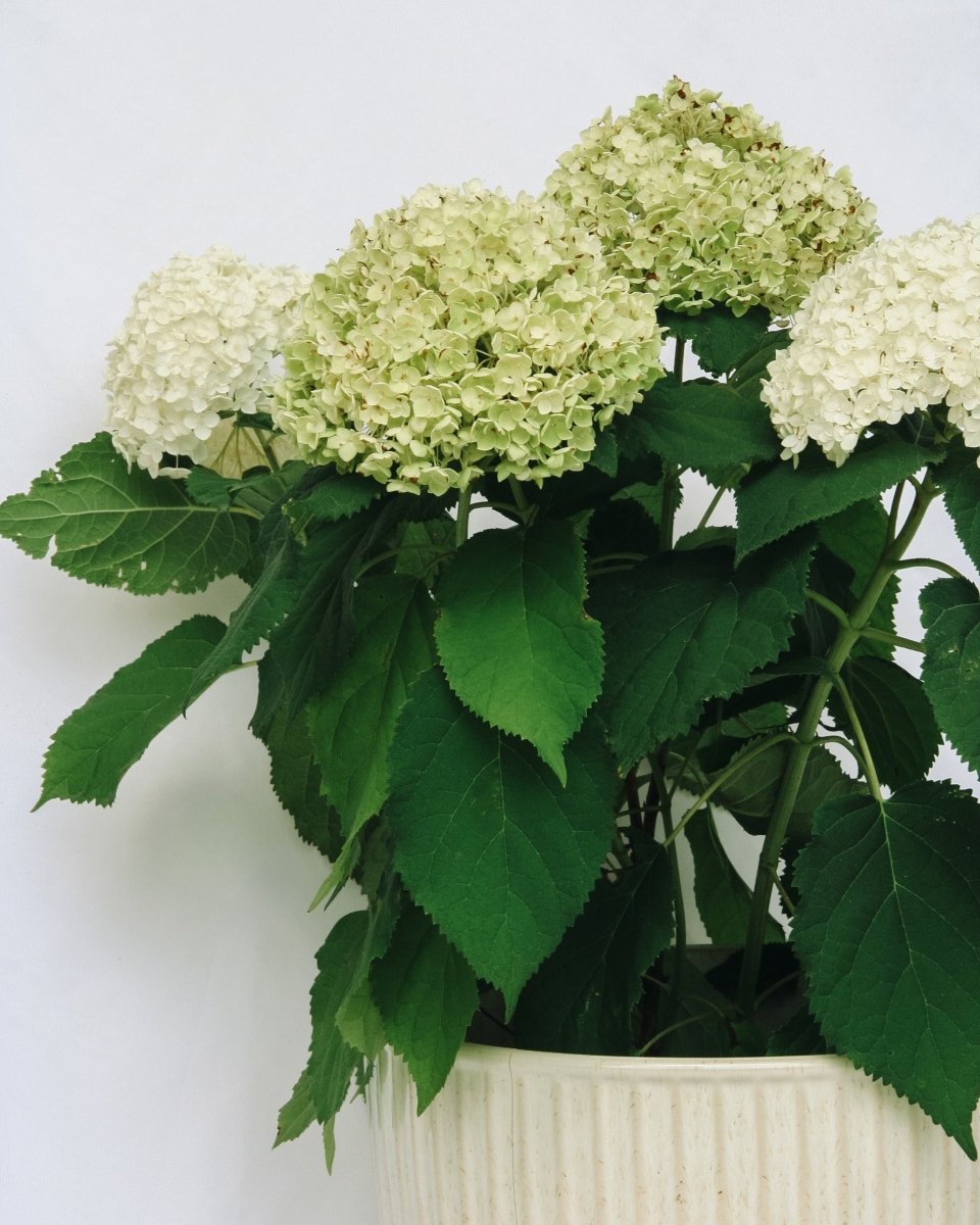 Annabelle Hydrangea - LandscapeDirect