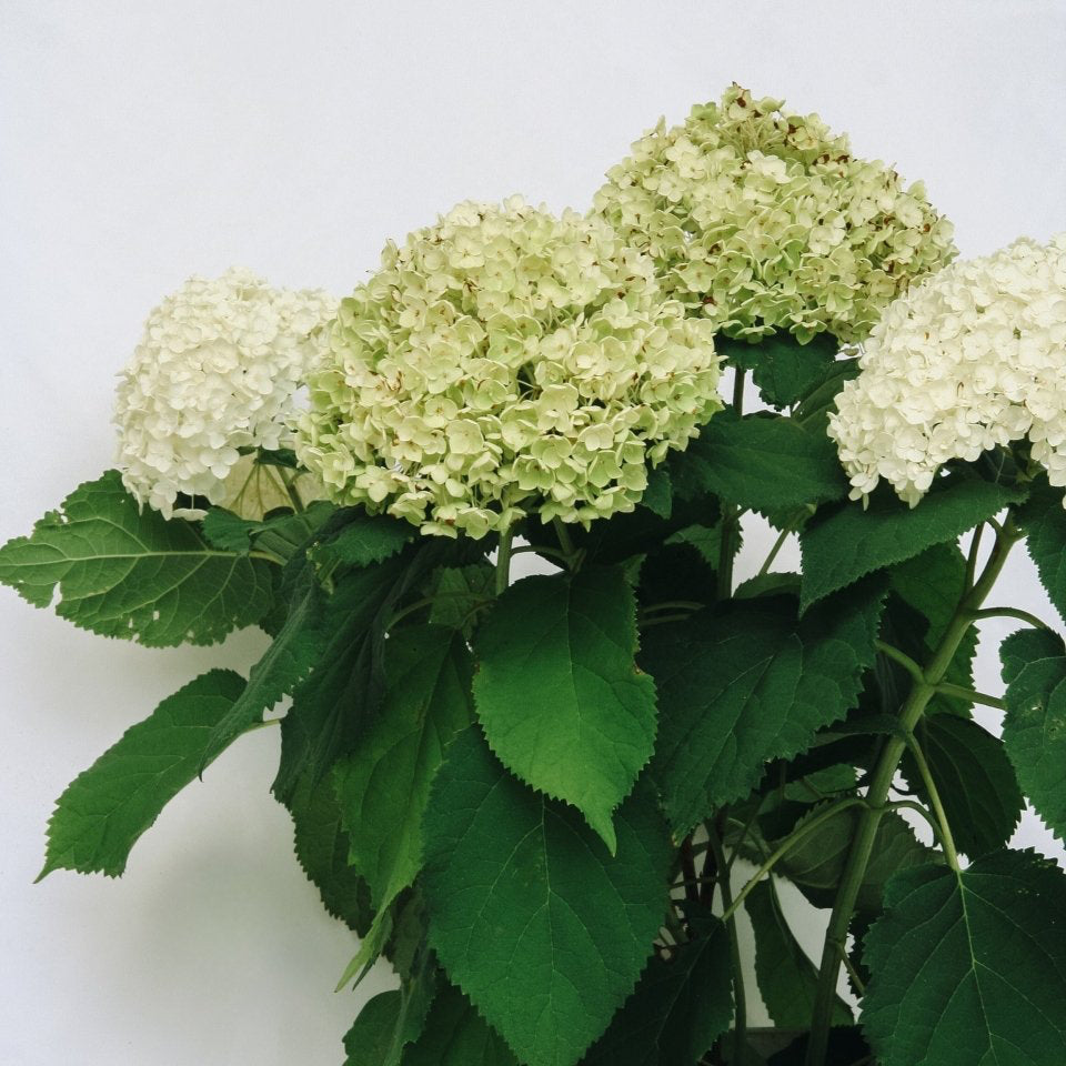 Annabelle Hydrangea - LandscapeDirect