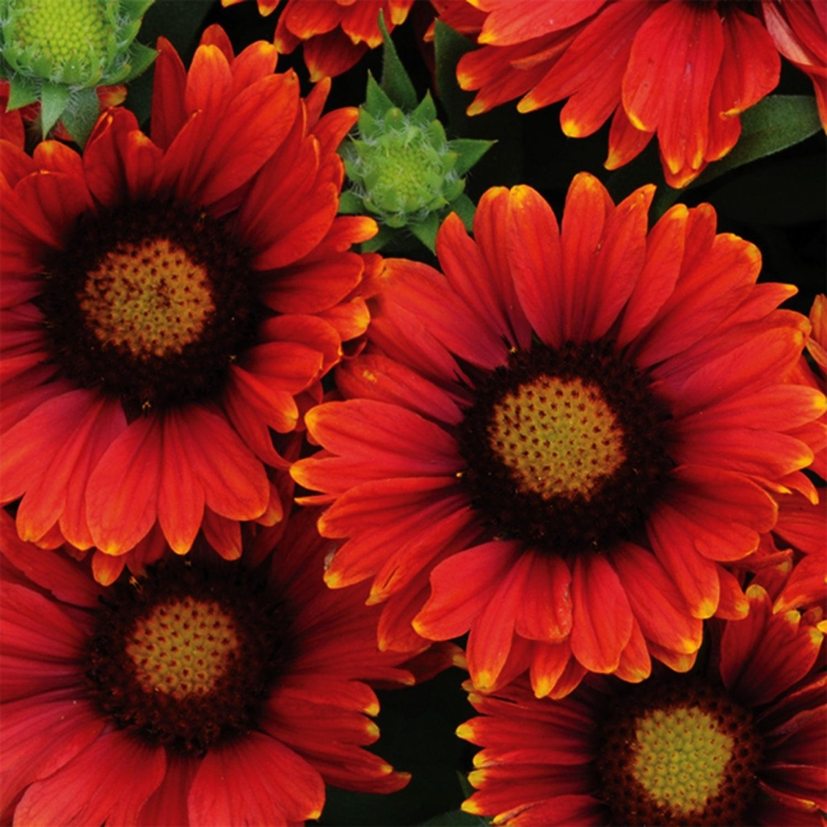 Arizona Red Shades Blanket Flower - LandscapeDirect