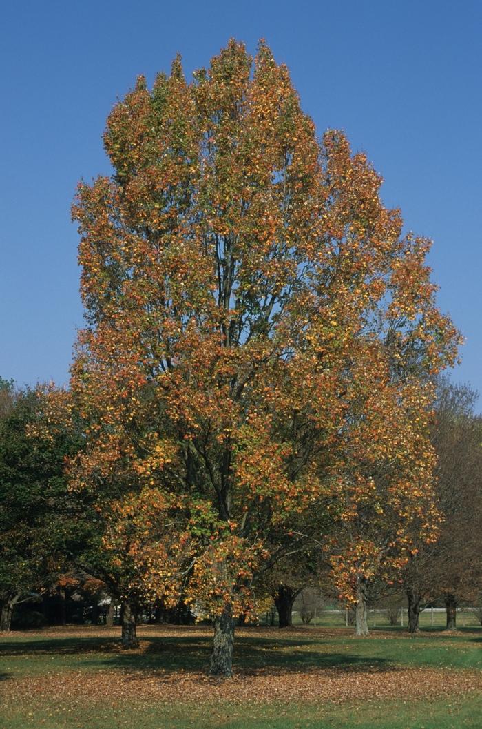 Armstrong Red Maple - LandscapeDirect
