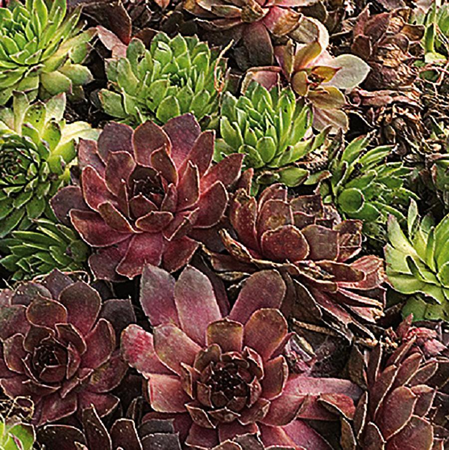 Assorted Hens and Chicks - LandscapeDirect