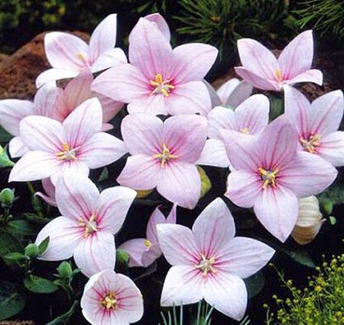 Astra Pink Balloon Flower - LandscapeDirect