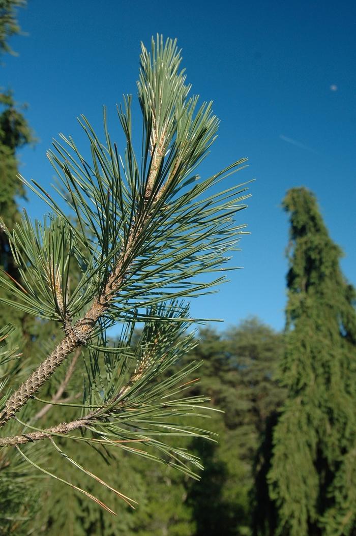Austrian Pine - LandscapeDirect