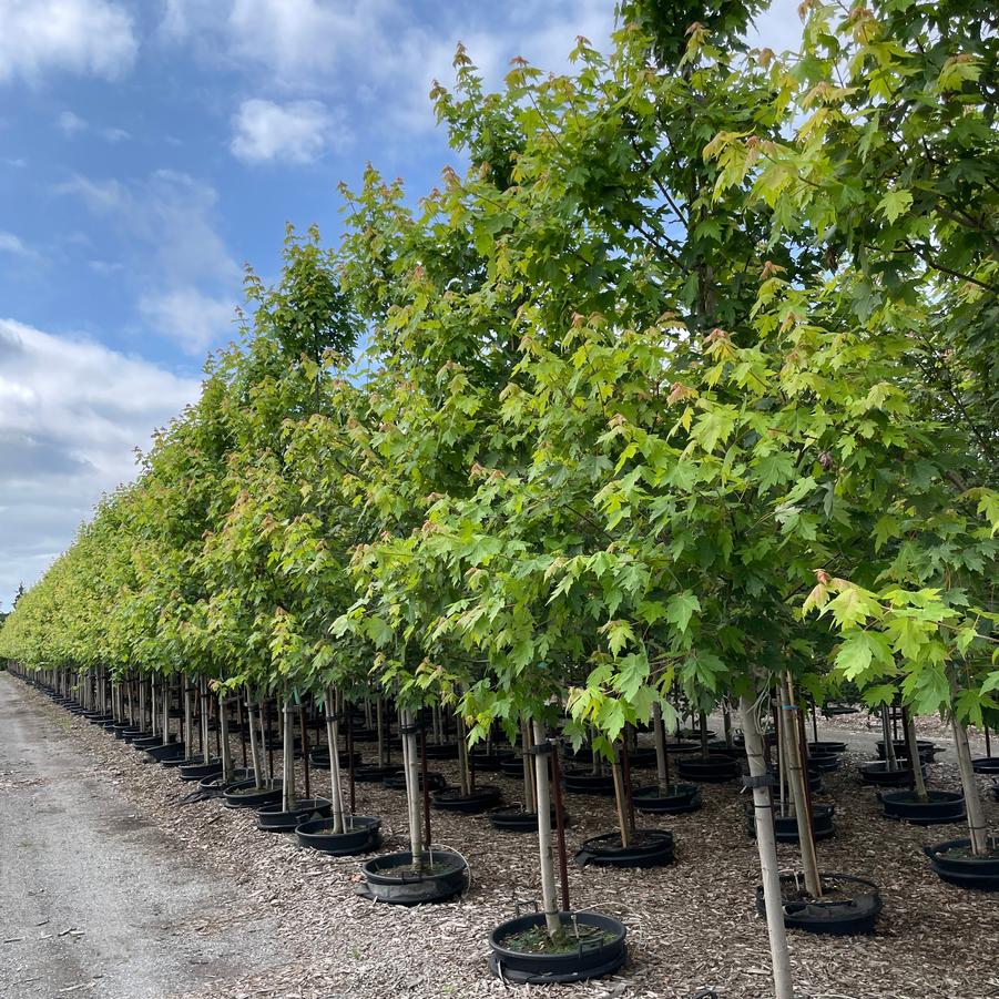 Autumn Blaze Freeman Maple - Clump - LandscapeDirect