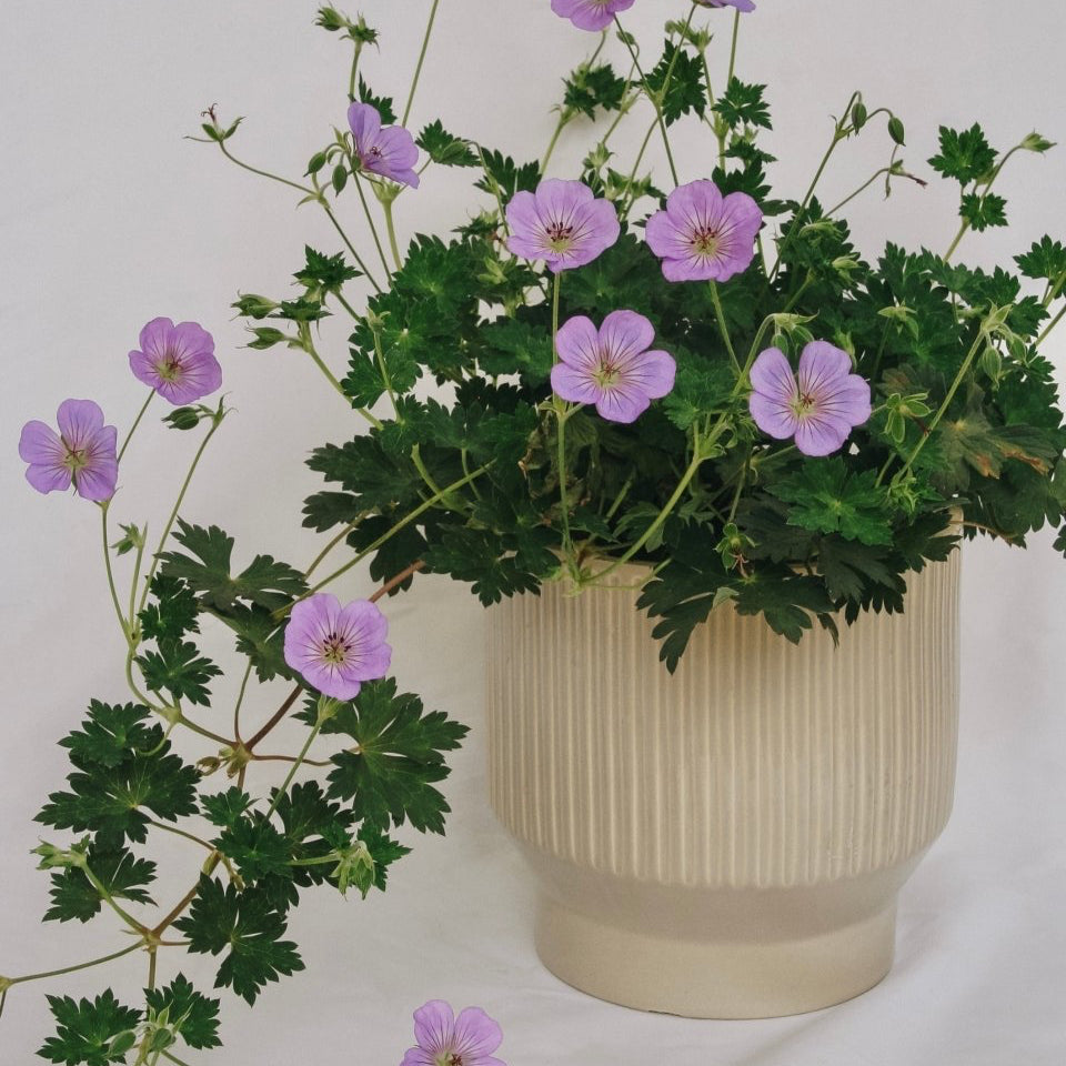 Azure Rush Cranesbill – LandscapeDirect