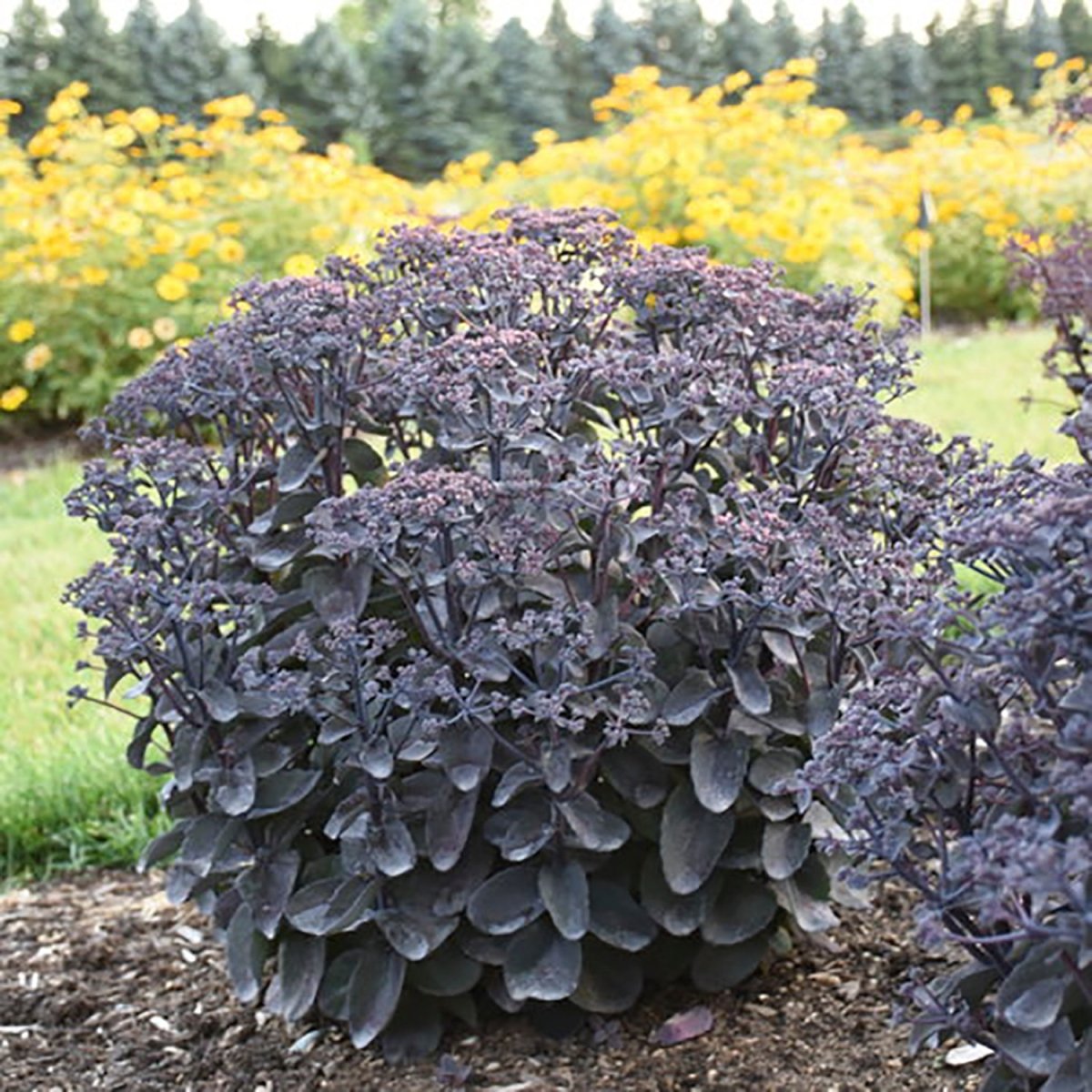 Back in Black Stonecrop - LandscapeDirect