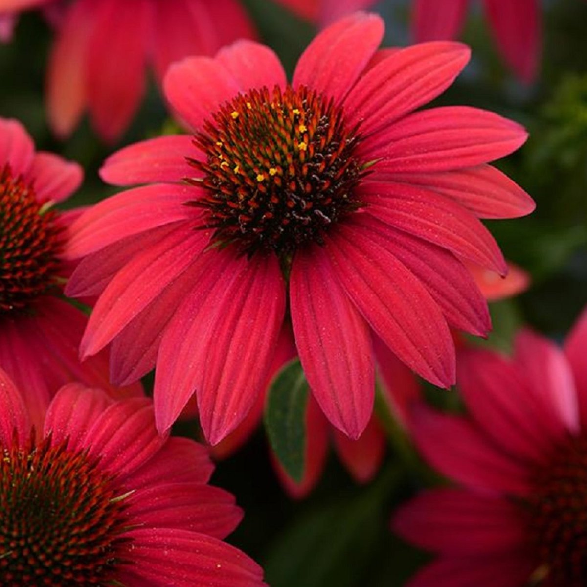 Baja Burgundy Coneflower - LandscapeDirect
