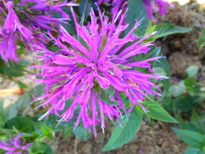 Balmy Lilac Bee Balm - LandscapeDirect