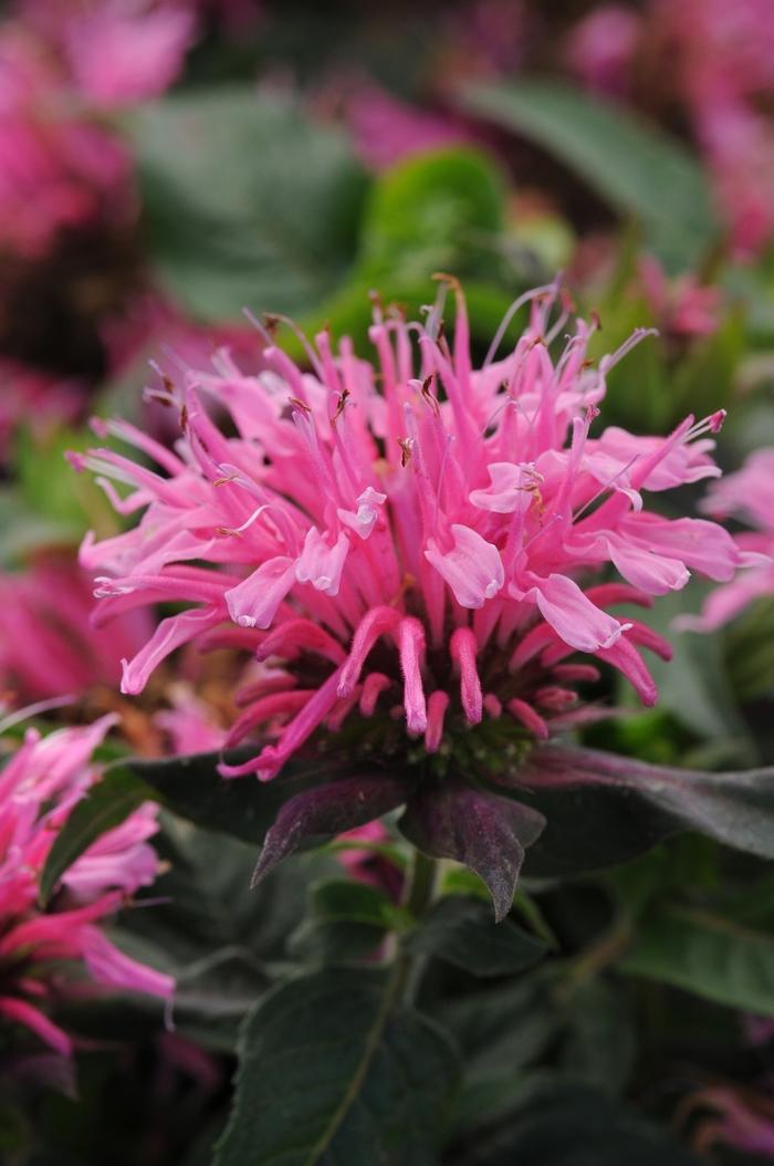 Balmy Pink Bee Balm - LandscapeDirect