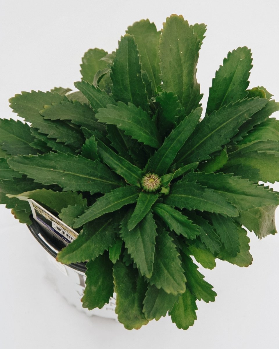 Banana Cream II Shasta Daisy - LandscapeDirect