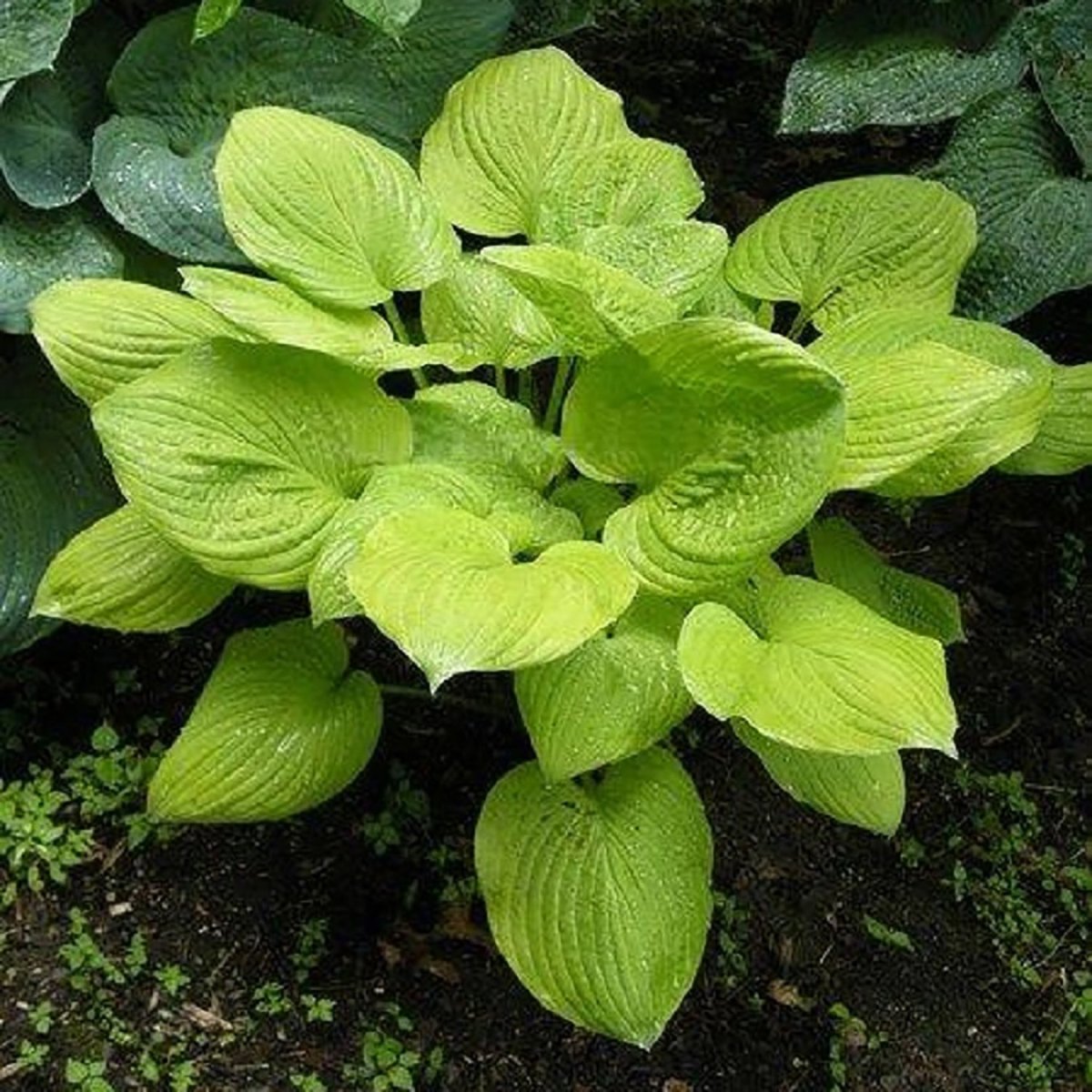Banana Kid Hosta - LandscapeDirect