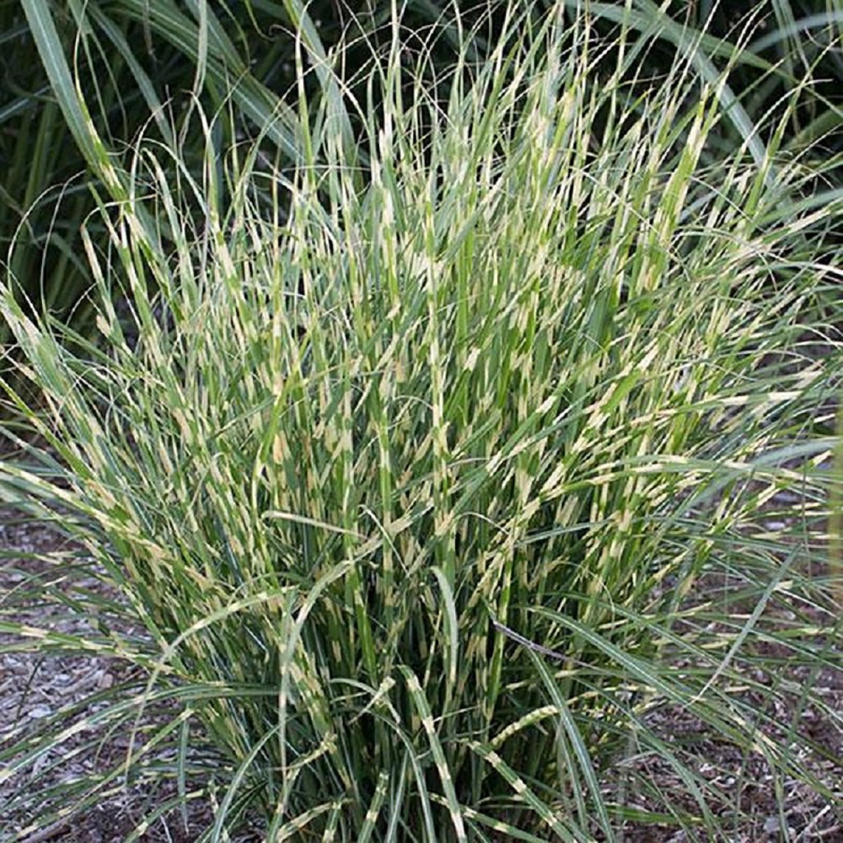Bandwidth Silver Grass - LandscapeDirect