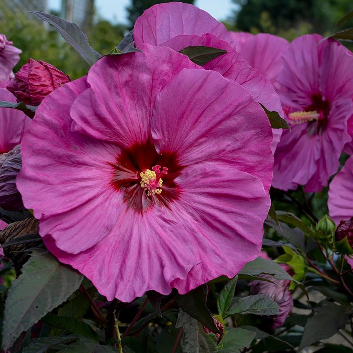 Berry Awesome Rose Mallow - LandscapeDirect