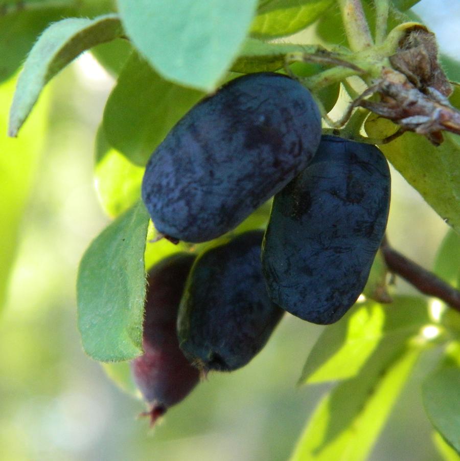 Berry Blue Honeyberry - LandscapeDirect